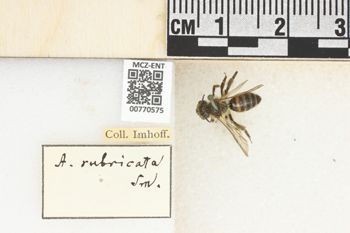 Media type: image;   Entomology 770575 Aspect: Labels